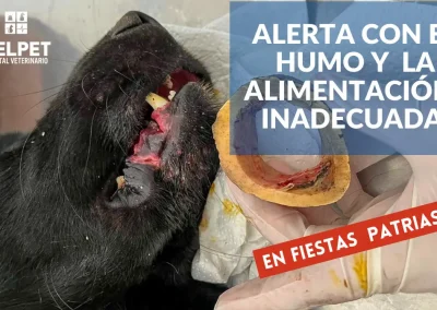 urgencia veterinaria chicureo