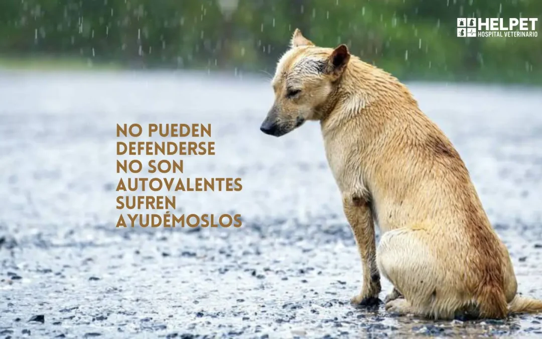 Colmevet pide ayuda para animales sin hogar