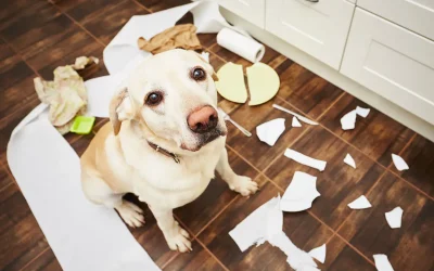 Cómo evitar que las mascotas sufran cuando vuelvan a quedarse solas