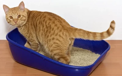 Cómo evitar las enfermedades urinarias de los gatitos