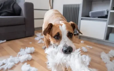 Cómo trabajar el estrés de tu mascota