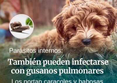 desparasitacion felina chicureo