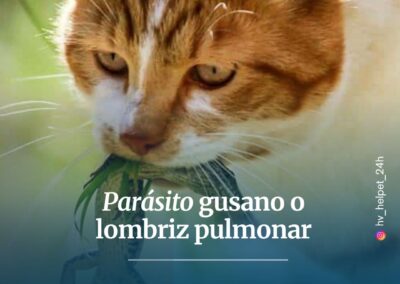 desparasitacion felina chicureo colina