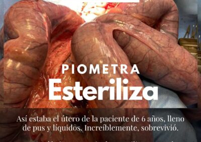 esterilizacion canina chicureo