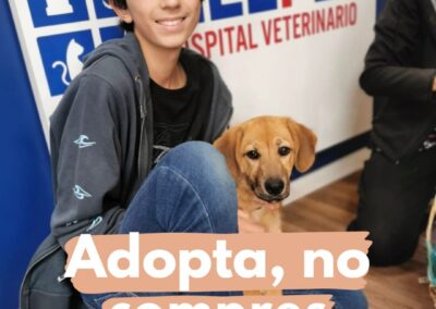 help vet