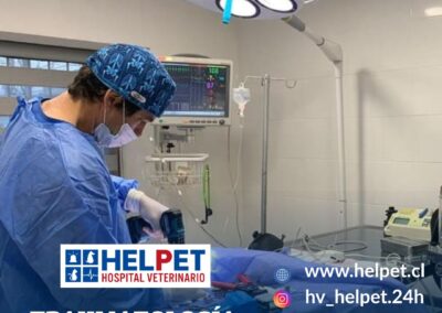 helpet hospital veterinario