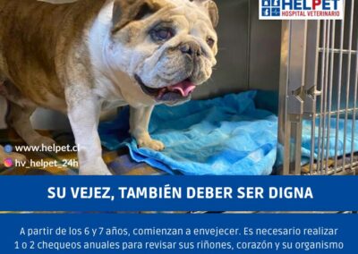 hospital veterinario helpet