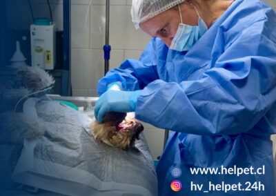odontologia veterinaria chicureo colina