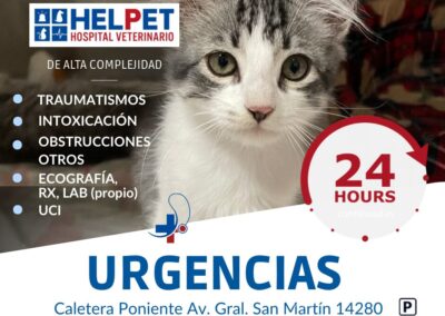 veterinario 24 horas colina