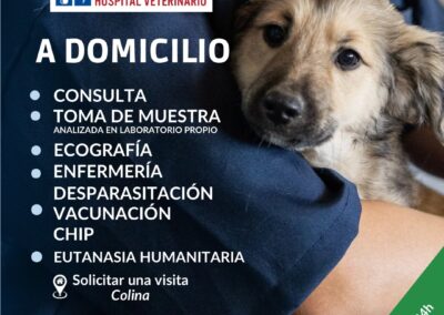 veterinario a domicilio chicureo