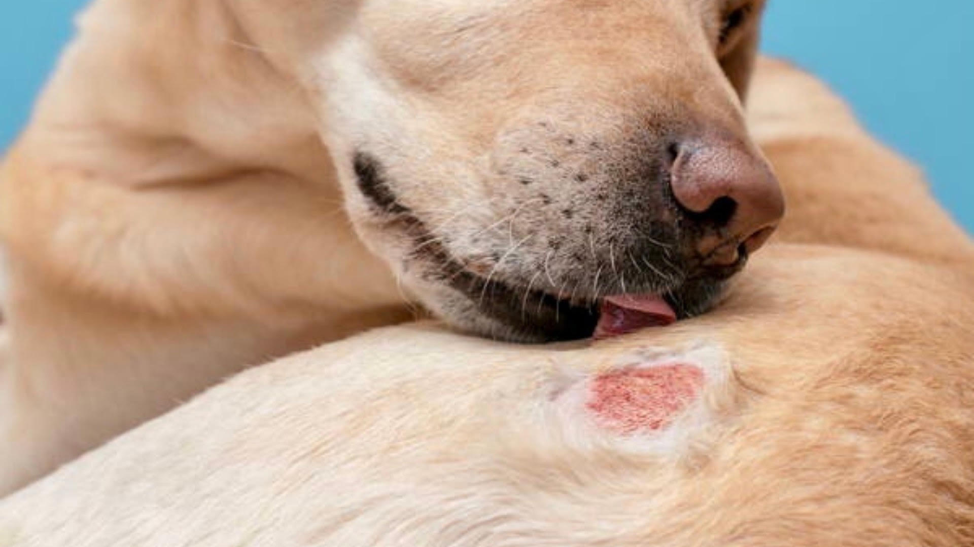 dermatologia veterinaria chicureo